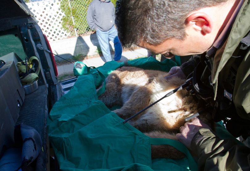 Rich Beausoleil, cougar expert with the Washington state Department of Fish and Wildlife, looks at a cougar cub after it had been shot and killed Monday, April 11, 2011 in Wenatchee, Wash. (Kathryn Stevens / The Wenatchee World)