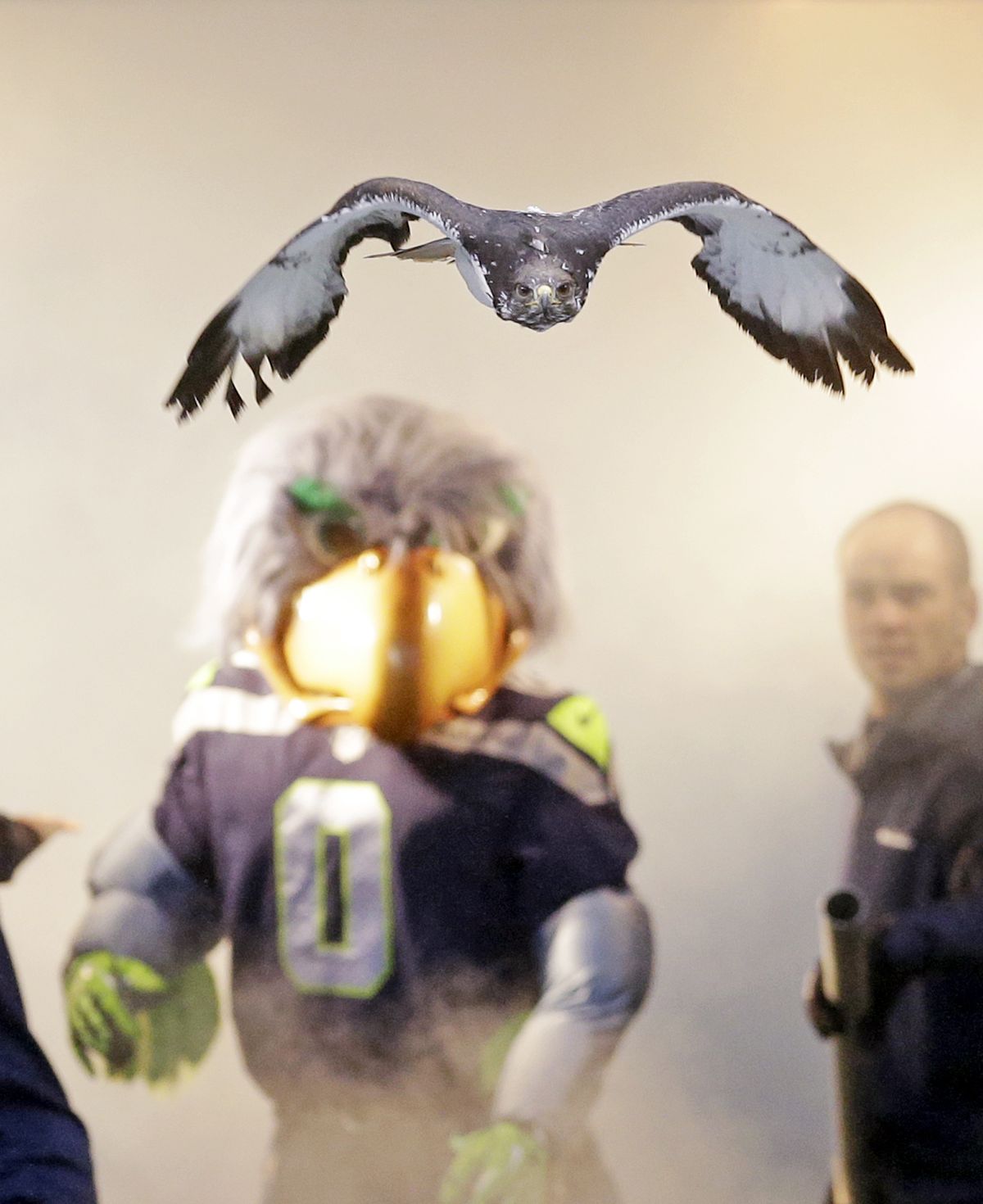Taima, an augur hawk, flies out of a tunnel and onto the field ahead of the Seattle Seahawks’ mascot, Blitz, before player introductions for a recent NFL game against Arizona. (Associated Press)