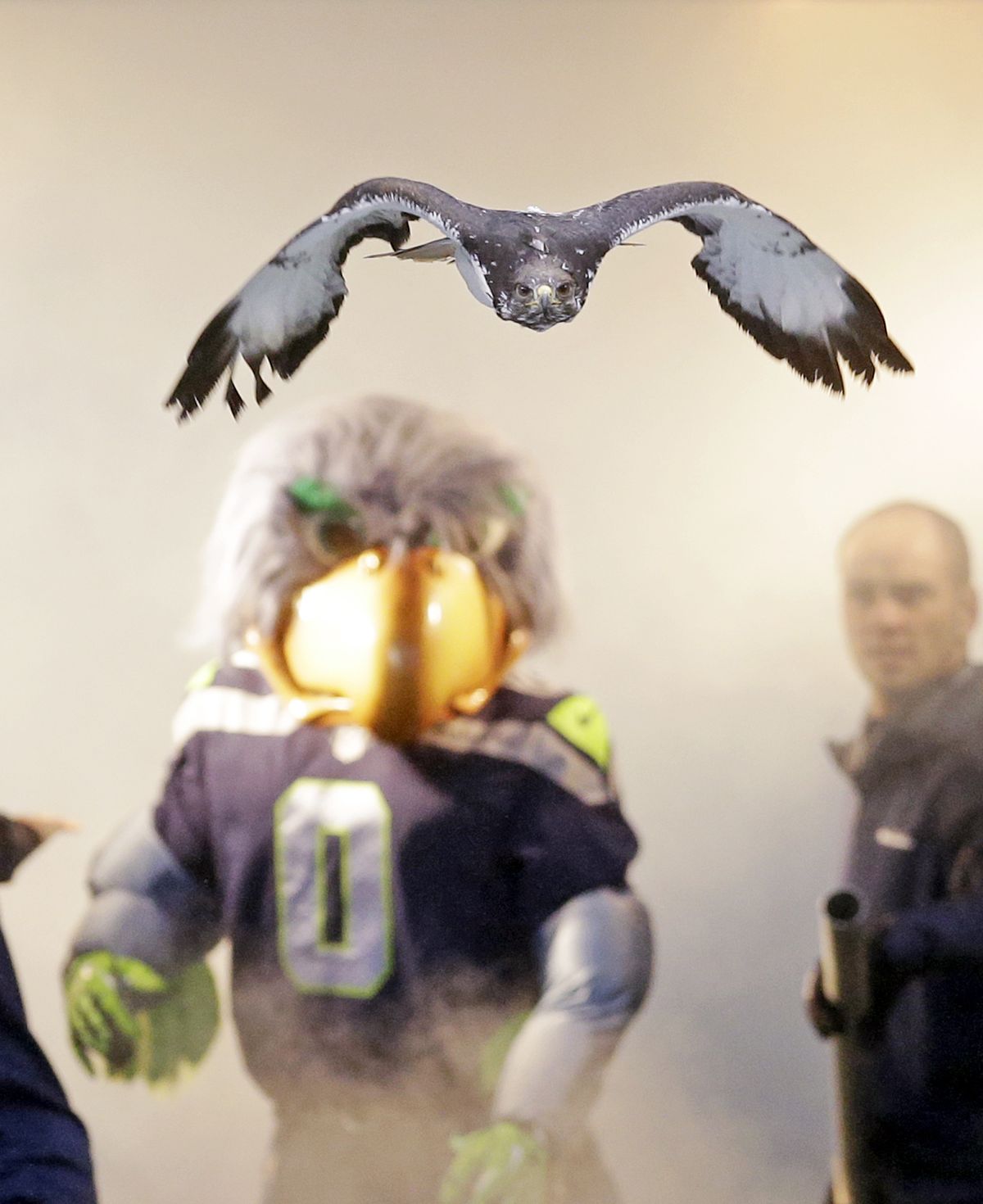 Seahawks mascot Taima recovering after surgery at WSU