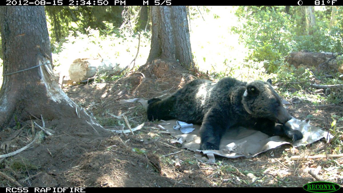 An 8-year-old female grizzly bear weighing 245 pounds wakes from the effects of tranquilizers after being trapped and radio-collared by wildlife researchers in the Idaho Selkirk Mountains on Aug. 15, 2012.    (U.S. Fish and Wildlife Service)