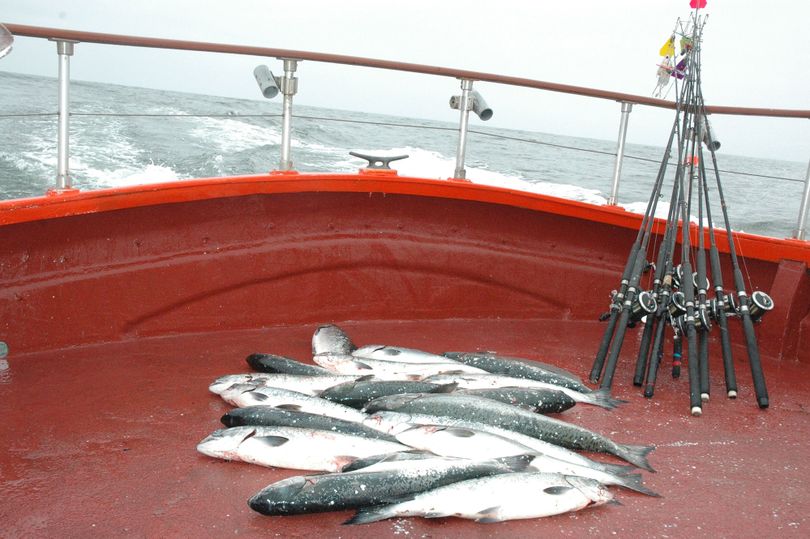A pile of 15 coho and one chinook is a limit of 16 salmon for the eight anglers aboard the Coho King fishing out of Ilwaco, Wash., earlier this month.