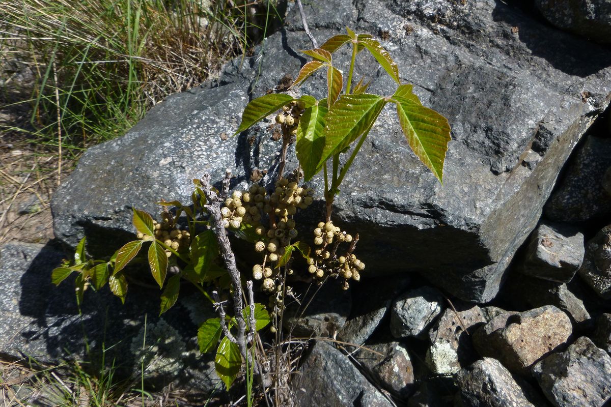 Poison ivy along the Snake River Trail 2012 in Hells Canyon.  (Rich Landers/The Spokesman-Review)