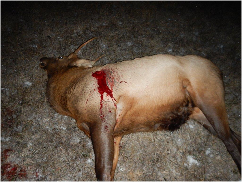 Around midnight on Dec. 2, 2014, a spike bull elk was unlawfully killed by someone using a spotlight and high-powered rifle at about milepost 2 on Sullivan Lake Road near Ione.  (Washington Department of Fish and Wildlife)