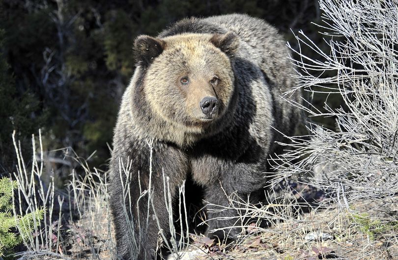 A grizzly bear walks through Yellowstone National Park near Mammoth, Wyo. (Associated Press)