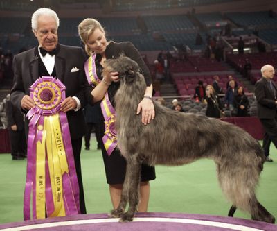 The Westminster Kennel Club Dog Show airs Monday on USA Network. (Associated Press)