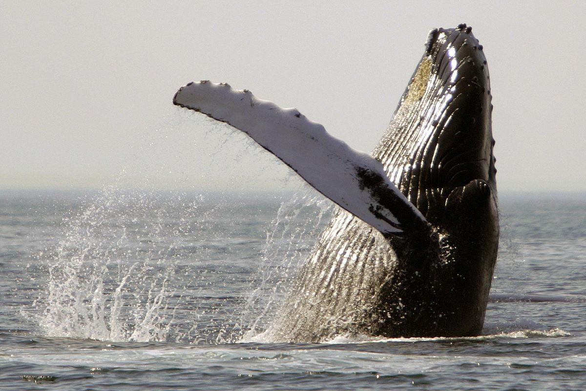 Humpback whale (Michael Dwyer / AP)