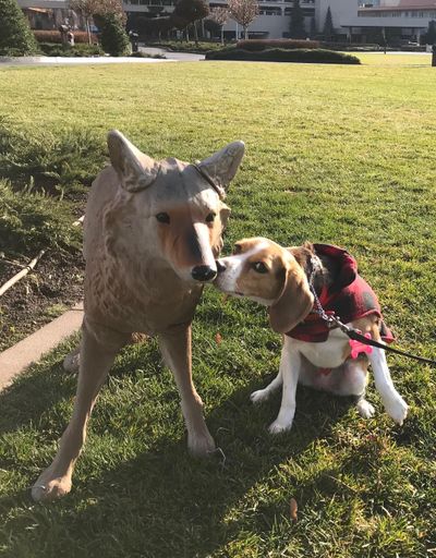 Huckleberry, a Beagle, checks out a fake coyote on the Coeur d'Alene Resort lawn. (D.F. Oliveria / D.F. Oliveria)