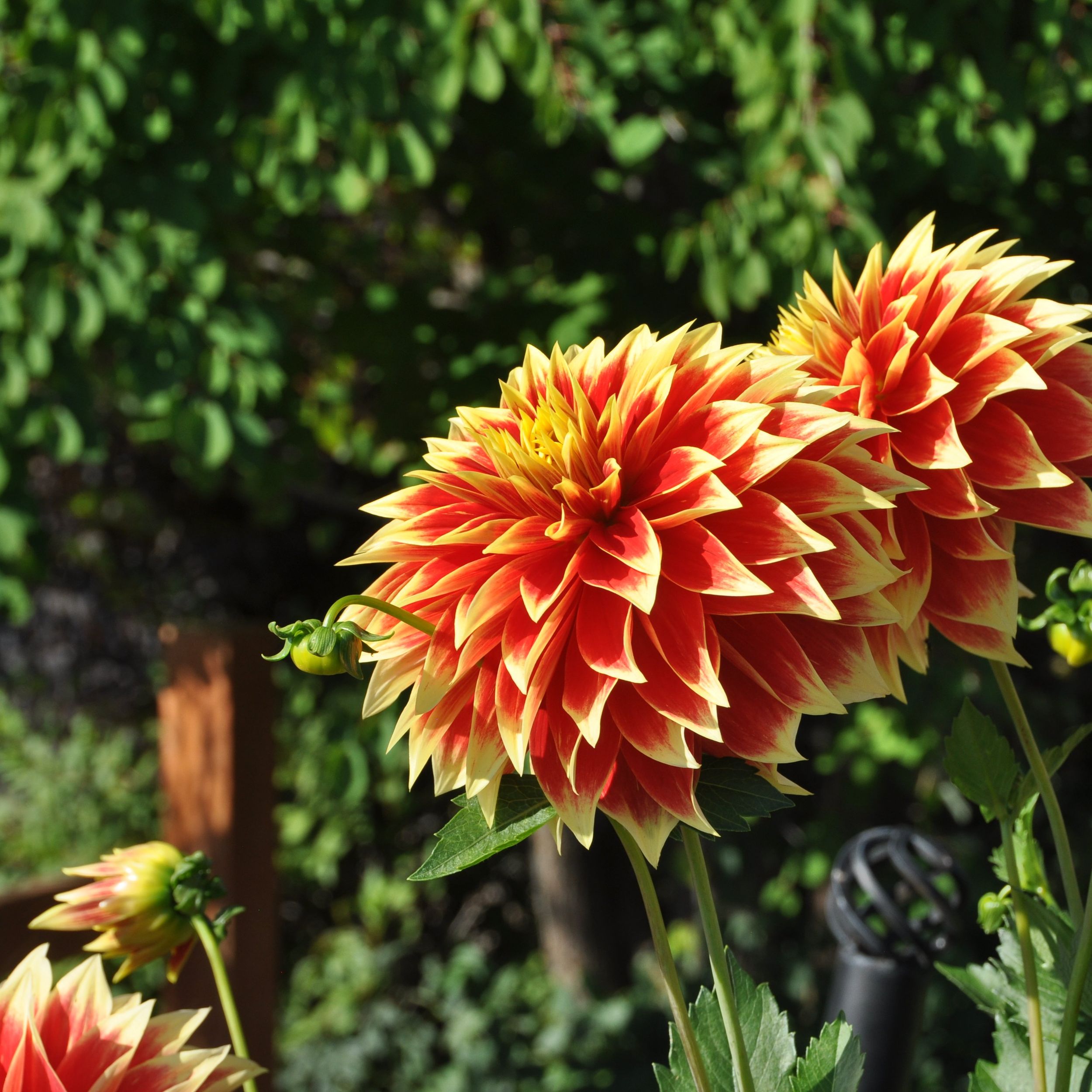 Gardening:
