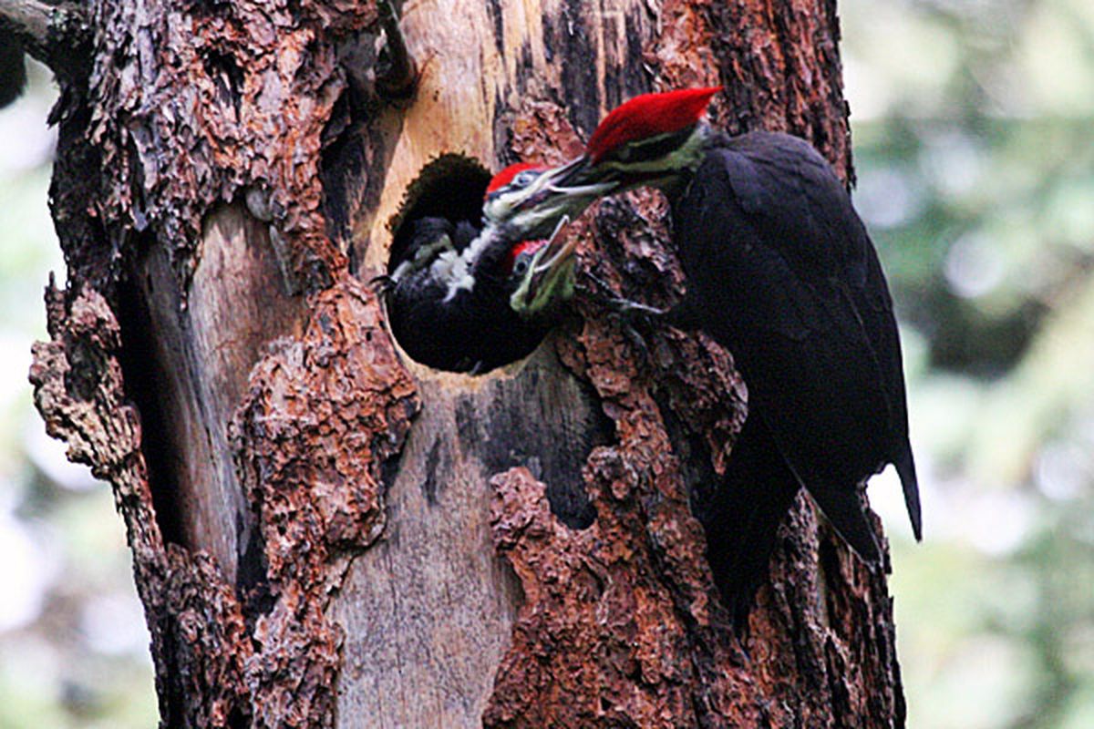 Pileated woodpecker feeding its young. (Ron Dexter)