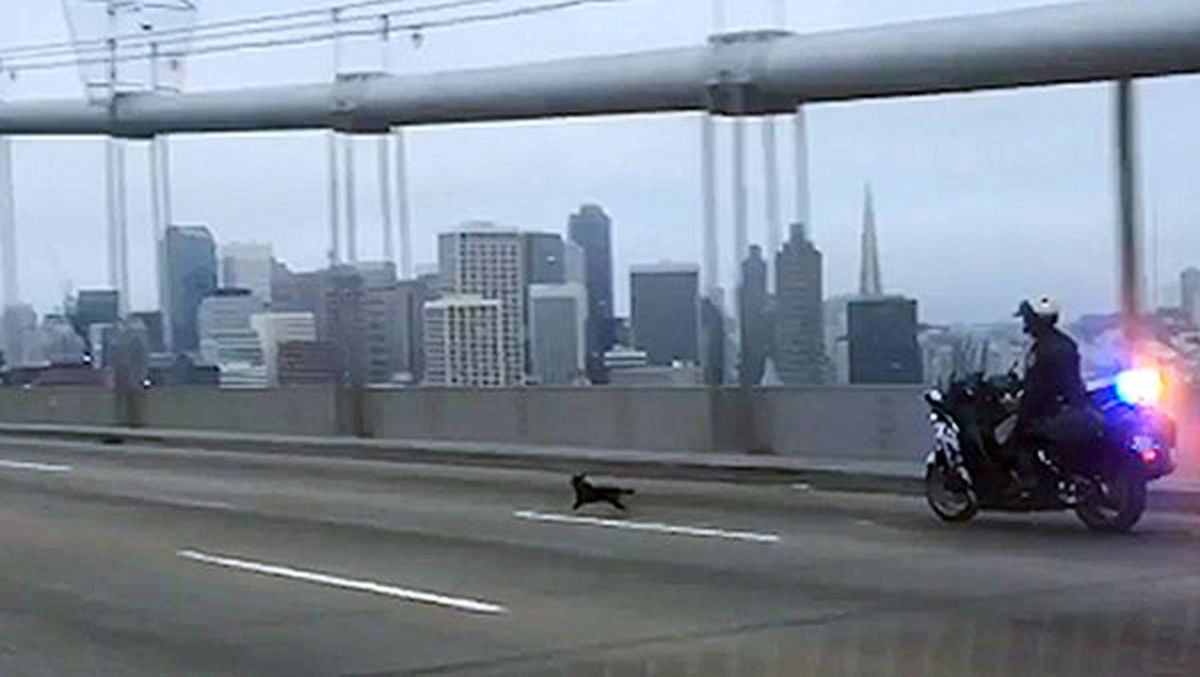 In this scene from a video, a California Highway Patrol officer chases a chihuahua across the Bay Bridge in San Francisco Sunday, April 3, 2016. The dog was eventually captured unharmed. (AP / AP)