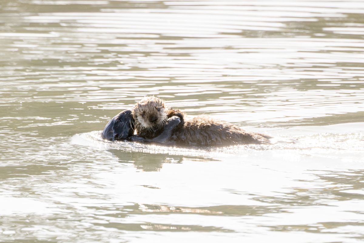 A sea otter and pup in Elkhorn Slough in Moss Landing, Calif., March 16, 2024. Frugal travelers have options too in California’s exclusive and expensive Monterey County, especially those able to make a few splurges in between stunning nature sights, affordable restaurants and budget lodgings.  (JASON HENRY/New York Times)