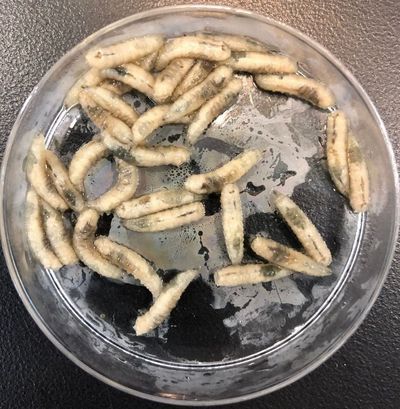 Maggots photographed after feeding on dead flesh. The maggots were part of a study out of Florida International University titled “Unraveling forensic timelines using molecular markers in Phormia regina maggots,” published in December 2025.  (Florida International University)