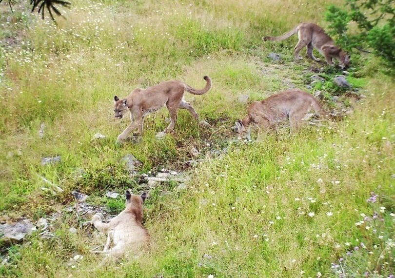 In this image captured by Drew Shearer's Stealth Cam on Aug. 20, four mountain lions can bee seen lounging by a small creek in the Eight Mile Creek drainage east of Florence. Bitterroot National Forest biologist Dave Lockman surmised that it is an adult female and three older juveniles. The photo was provided to the Missoulian. (Drew Shearer)