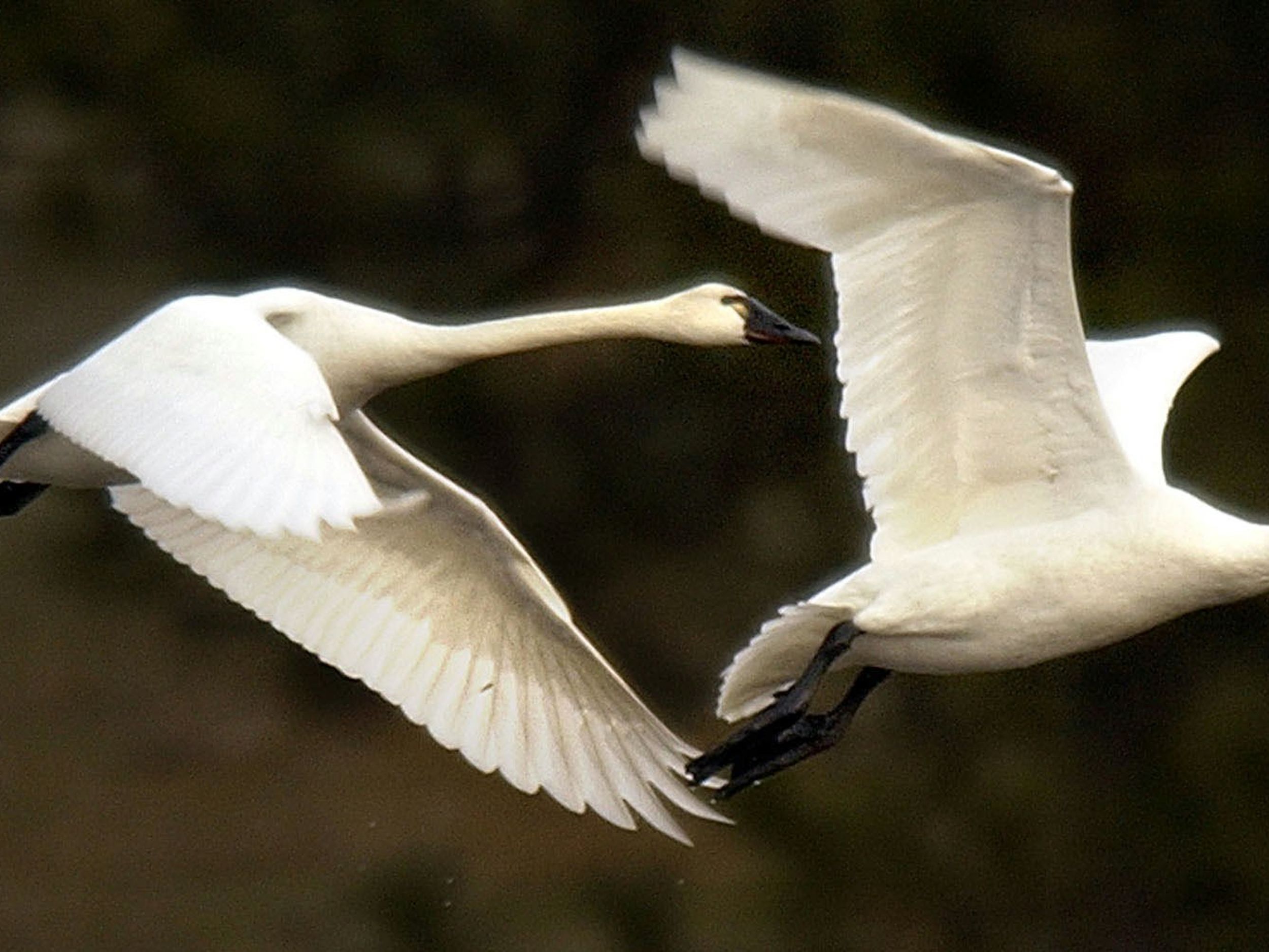 WILD SWANS BRANCH カラビナM キーホルダー《ブランチ》フルグレインブライドルレザー