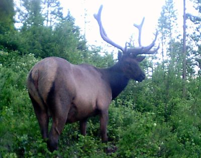 A bull elk trips the motion-activated shutter of a trail cam set up in Stevens County by Kevin Scheib of Colville. (Kevin Scheib)