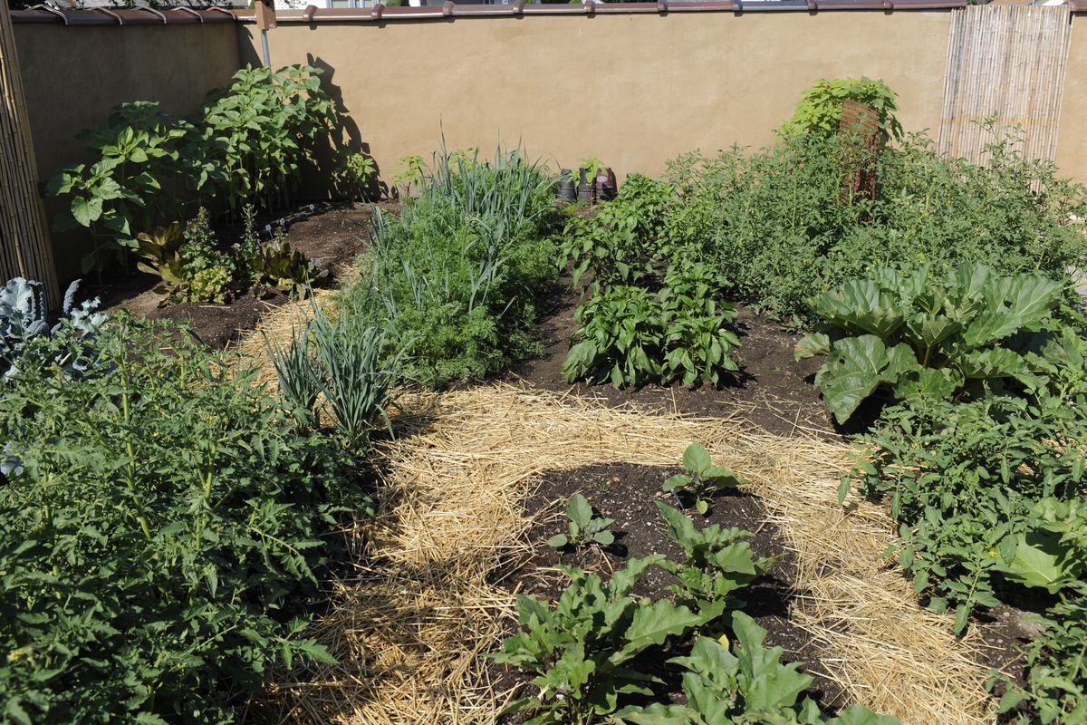The walled yard of the former North Hill substation is filled with vigorous vegetables like peppers, cucumbers, bush beans and corn. (Colin Mulvany / The Spokesman-Review)