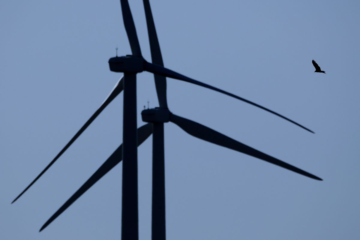 A bird flies among wind turbines on March 29 near King City, Mo. The Trump administration is moving to scale back criminal enforcement of a century-old law protecting most American wild bird species.  (Charlie Riedel)