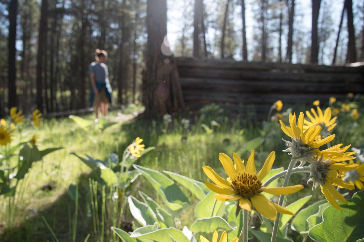 Arrowleaf balsamroot basks in the morning sun on May 7, 2019. An aged and abandoned cabin is in the background. (Eli Francovich / The Spokesman-Review)