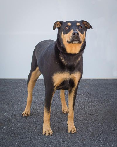 Diesel, a Rottweiler mix, is available for adoption at SCRAPS. (Karen Fosberg / Courtesy photo)