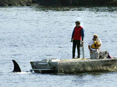 A Department of Fisheries jet boat tries to lead Luna the whale into a net pen in Gold River, B.C., on Tuesday. The department was in the midst of trying to capture Luna when two Mowachaht-Muchalaht First Nation canoes paddled by and Luna decided to join them.
(Associated Press / The Spokesman-Review)