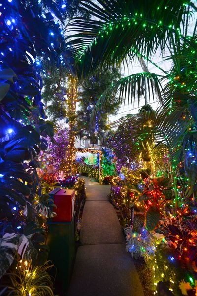 Tropical plants form a tunnel of greenery and lights in the Gaiser Conservatory at Manito Park. The conservatory is open through Dec. 21. (Jesse Tinsley)