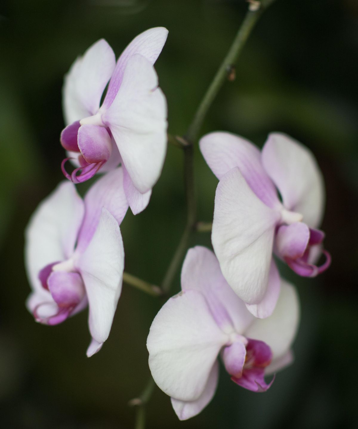 Orchids are seen at the Gaiser Conservatory in Manito Park on Friday, March 15, 2019, in Spokane, Wash. (Tyler Tjomsland / The Spokesman-Review)