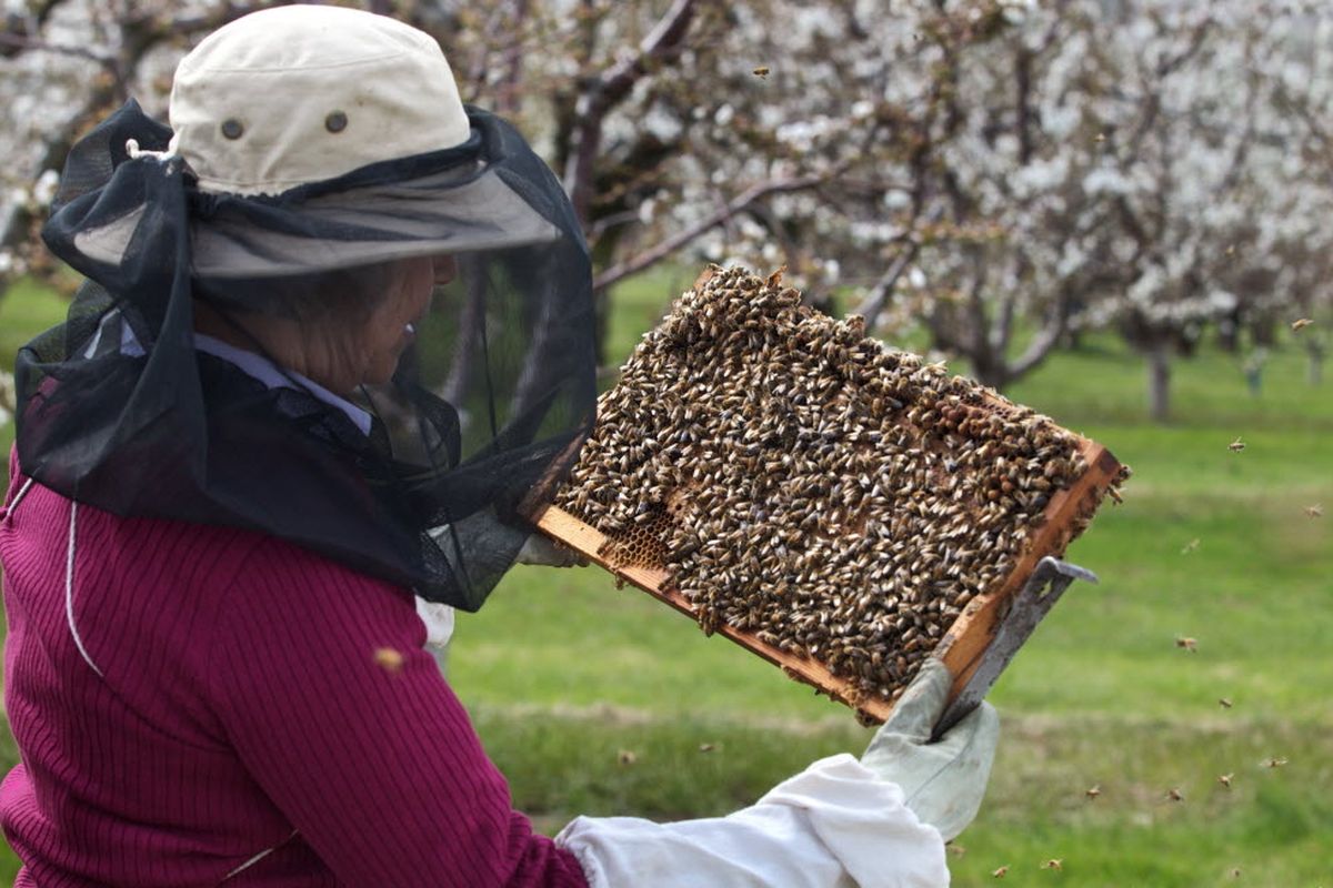 This April 16 photo shows Jan Lohman checking up on the health of a hive placed in John Byers’ cherry orchard in The Dalles, Ore. (Associated Press)