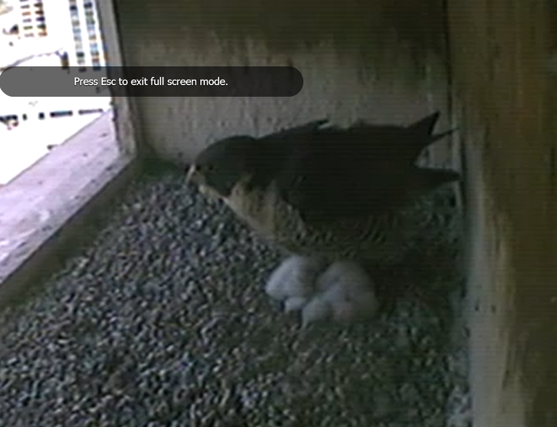 Newly hatched chicks can be seen under a peregrine falcon adult in a nest box above downtown Boise on May 8, 2015.