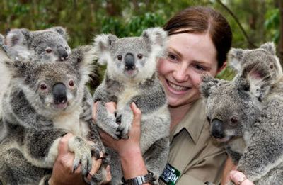 
Wildlife officer Lindy Thomas poses with koalas and their joeys produced by artificial insemination at Currumbin Wildlife Sanctuary, Gold Coast, on Monday. 
 (Associated Press / The Spokesman-Review)