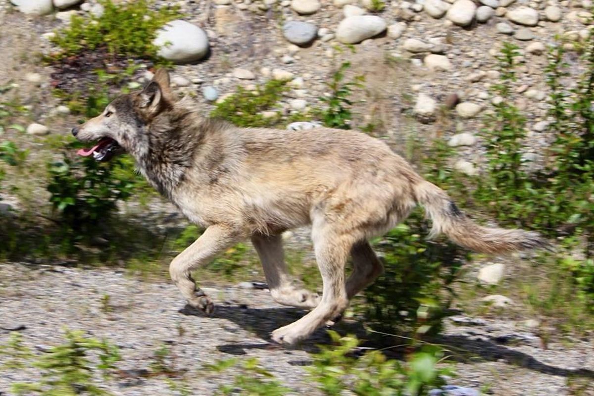 This wolf chased Sandpoint bicyclist William "Mac" Hollan on July 6, 2013, as he pedaled along a stretch of the Alaska Highway about 60 miles west of Watson Lake, Yukon. (Becky Woltjer)