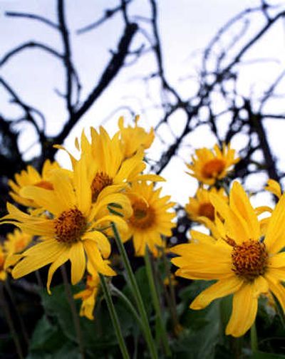 
Arrow Leaf Balsam Root in bloom. 
 (File / The Spokesman-Review)