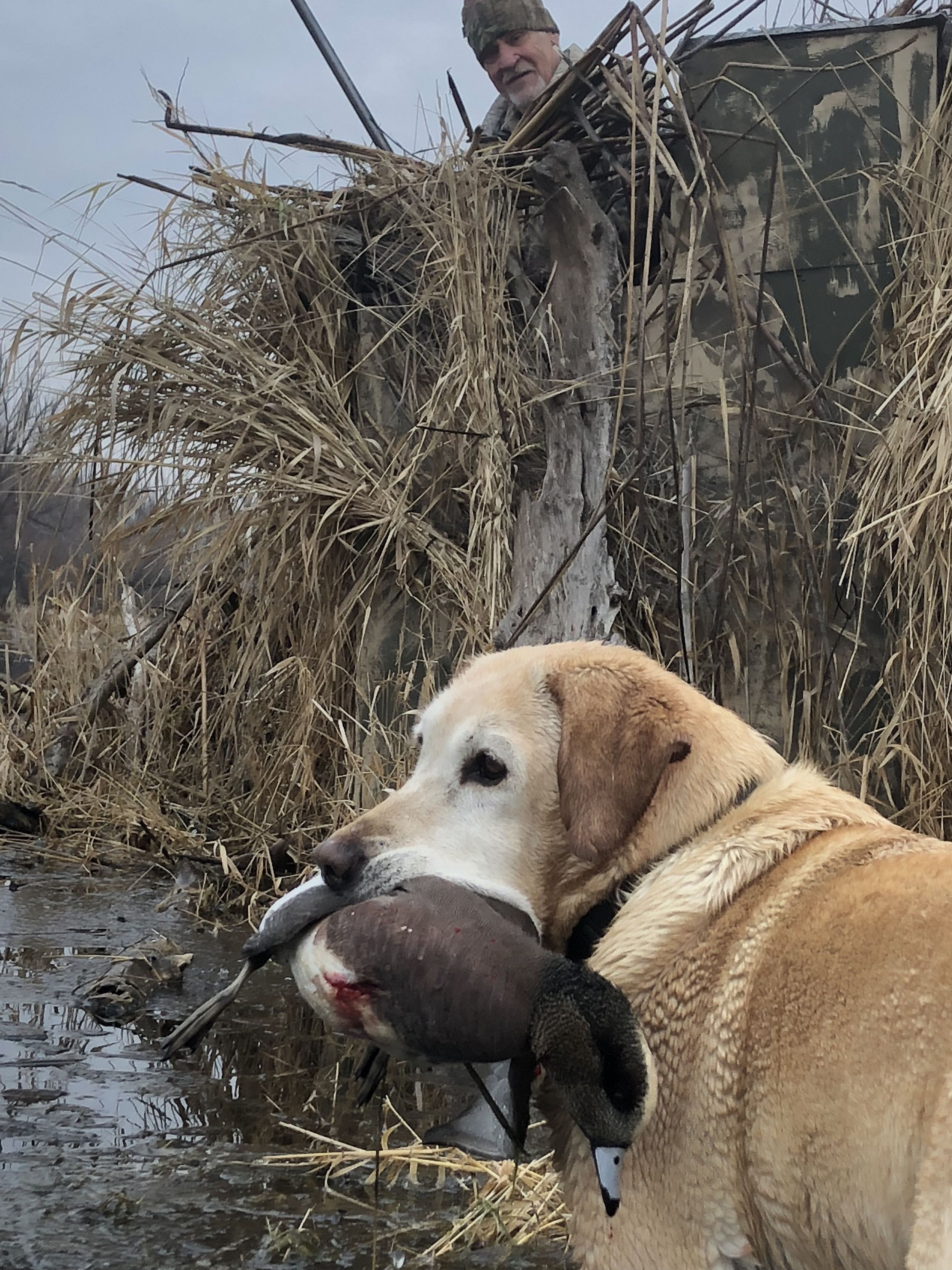 Maryland Duck Hunting 2024: Predictions & Outlook For Hunters - 1emqlki