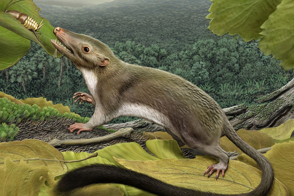 This 2012 artist’s rendering shows a hypothetical placental mammal ancestor, a small animal that lived on Earth 65 million years ago.