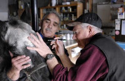 
Dr. Jerry Ponti checks 8-year old appaloosa gelding 