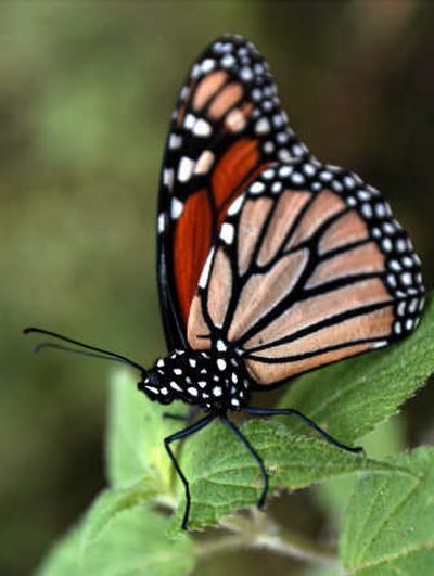 
A monarch butterfly is shown in Mexico in this 2002 file photo. Scientists have discovered genetic information that helps explain how monarch butterflies find their way from Canada to winter nesting grounds in the mountains of Mexico. The study, published online Jan. 8 in the PLoS Biology Journal and the Public Library of Science, found that the butterflies' biological clocks help them use the sun as a compass. Associated Press
 (File Associated Press / The Spokesman-Review)