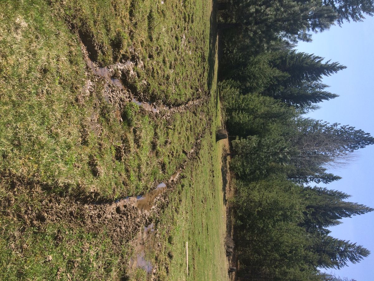Vandals in a four-wheel drive vehicle tore up a meadow during the April 18-19 weekend in the Colville National Forest. The meadow had been extensively rehabilitated from previous motorized mudding activity several years earlier. Forest Service officers are investigating the vandalism to the meadow located northeast of Colville on the Longshot Mine Road off of the South Fork of Mill Creek Road.  (U.S. Forest Service)