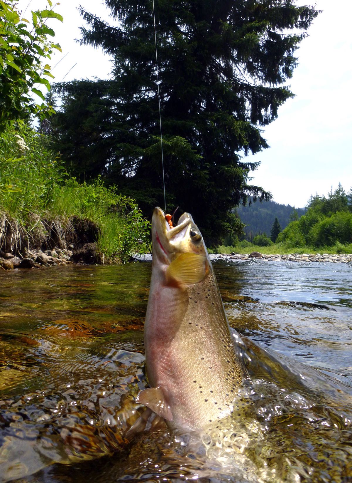A cutthroat trout is reeled in for release at Cutthroat Creek. (Rich Landers)