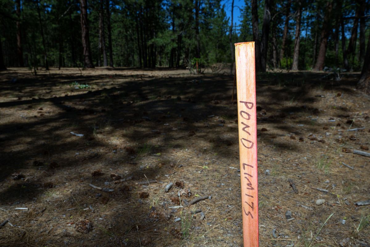 The city-owned Downriver Disc Golf Course at Riverside State Park is getting a renovation because of a city stormwater filtration project that will add stormwater collection ponds on part of the course.  (COLIN MULVANY/THE SPOKESMAN-REVIEW)