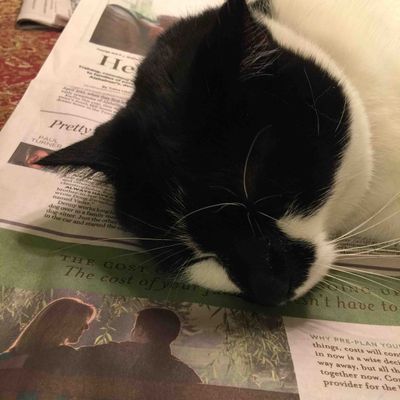 Some cats still prefer print.