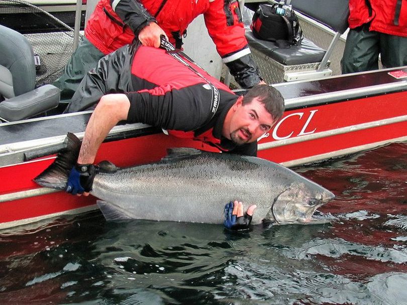 Queen Charlotte Lodge guide Derek Poitras releases an 84 pound king salmon off the northern coast of Vancouver Island. (Queen Charlotte Lodge)