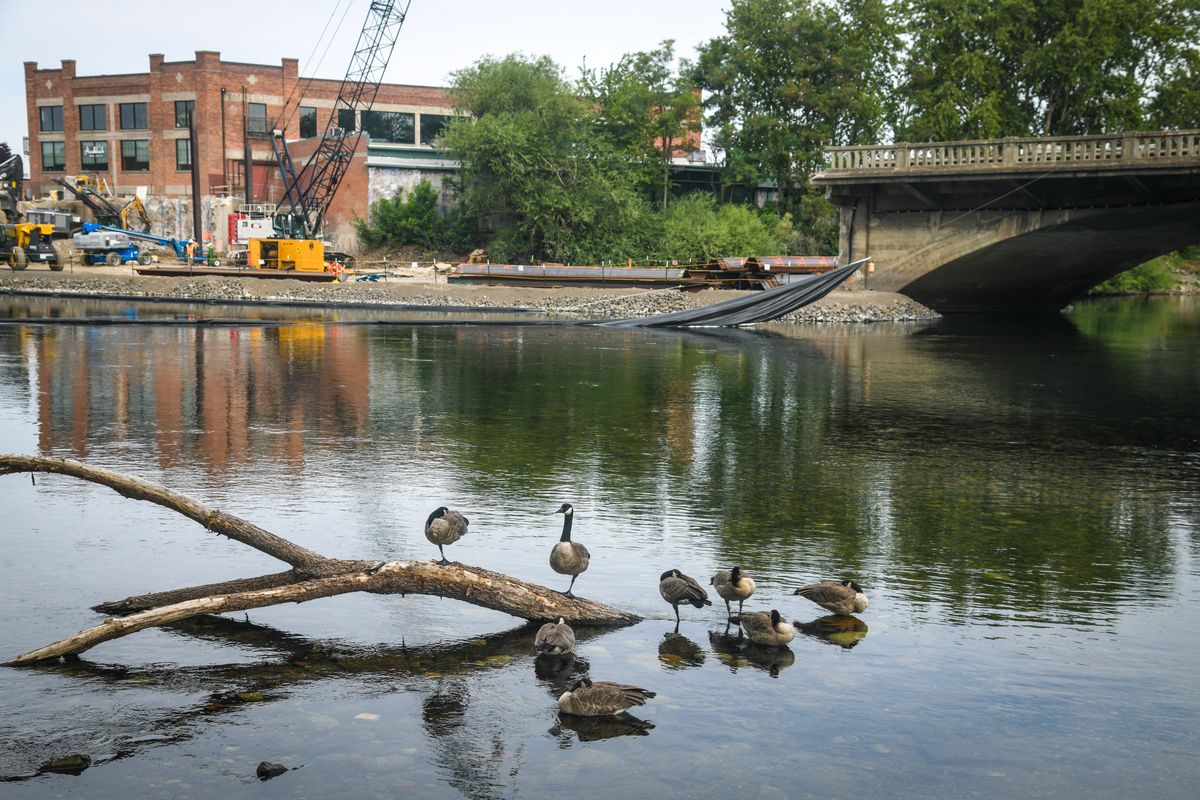 A gaggle of Canada geese take a morning pause Thursday on the Spokane River near the historic East Trent Bridge demolition site where two spans have been removed. The concrete bridge was built in 1910; the work to replace it will last until 2023.  (DAN PELLE/THE SPOKESMAN-REVIEW)
