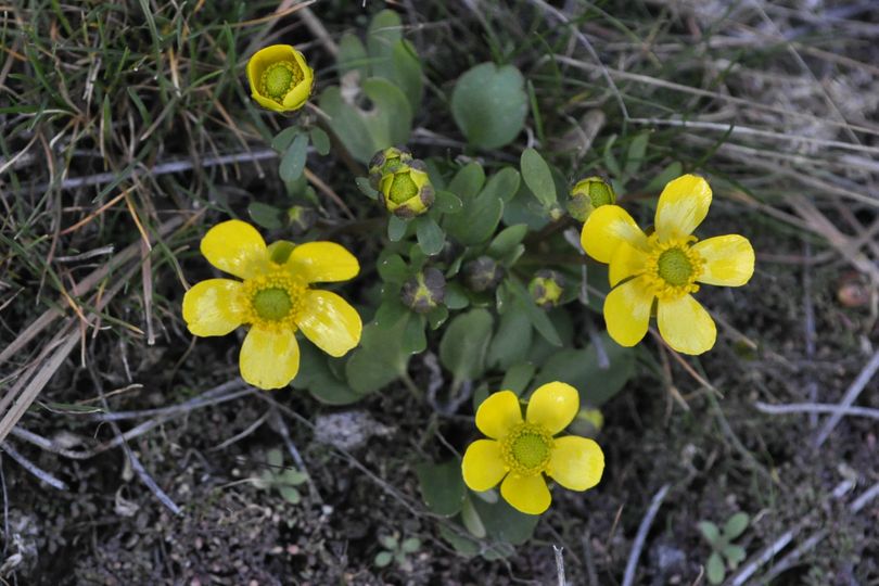 A clump of buttercups are among the first flowers of the coming season. (Mike Prager)