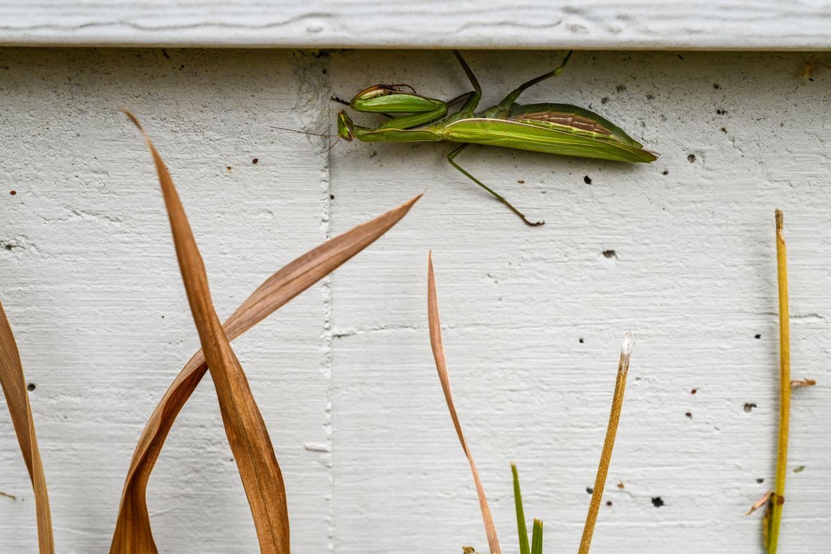 ABOVE: Sue Oslowski had a visit from a praying mantis in her backyard garden near Gonzaga.  (DAN PELLE/THE SPOKESMAN-REVIEW)