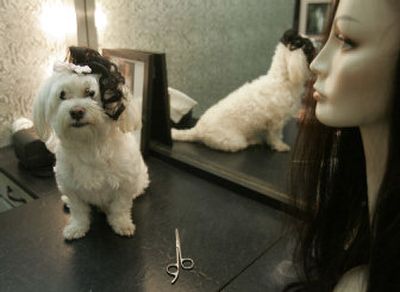 
Bonnie, a 3-year-old Maltese is is shown with a hairpiece at Ruth Regina's wig store in Bay Harbor Islands, Fla. Regina designs hairpieces for dogs including braids, curls and extensions that can be dyed, highlighted and styled to order for pampered pets. 
 (AP / The Spokesman-Review)