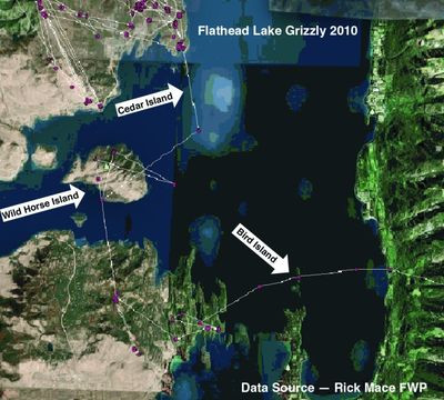 This image shows the movements of a young female grizzly bear after she was captured on the west side of Flathead Lake in June 2010. The bear was tracked by GPS coordinates from a satellite collar she was fitted with. After spending some time on the west shore, the bear swam long distances to eventually reach the east shore of Flathead Lake. She now lives in the Swan Lake area. 

 (Montana Fish, Wildlife and Parks)