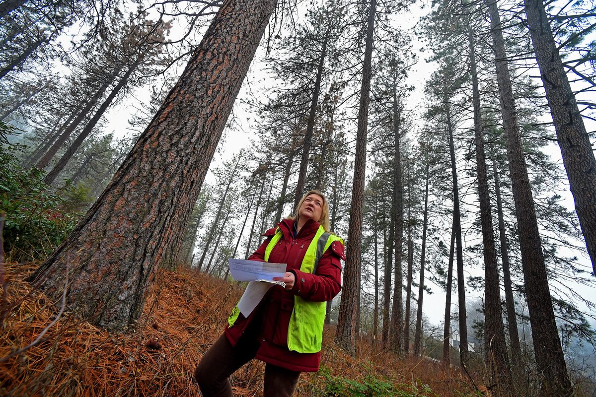 Spokane City urban forester Katie Kosanke surveys a grove of trees Wednesday in Spokane at 20th and Bernard inside Manito Park. These trees are showing signs of infestation of bark beetles.  (Christopher Anderson/For The Spokesman-Review)
