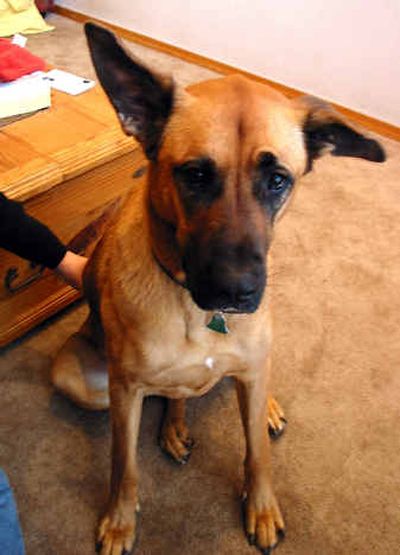
Sasha, great Dane/shepherd. Photo by Marian Wilson, correspondent
 (Marian Wilson/Handle Extra / The Spokesman-Review)