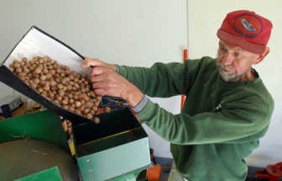 
Paul Eichin of Green Bluff pours a box of hazelnuts into a shelling machine. Eichin, who planted a small orchard of hazelnuts about 10 years ago, now gathers enough to sell to specialty stores and candy makers. 
 (Photos by JESSE TINSLEY / The Spokesman-Review)