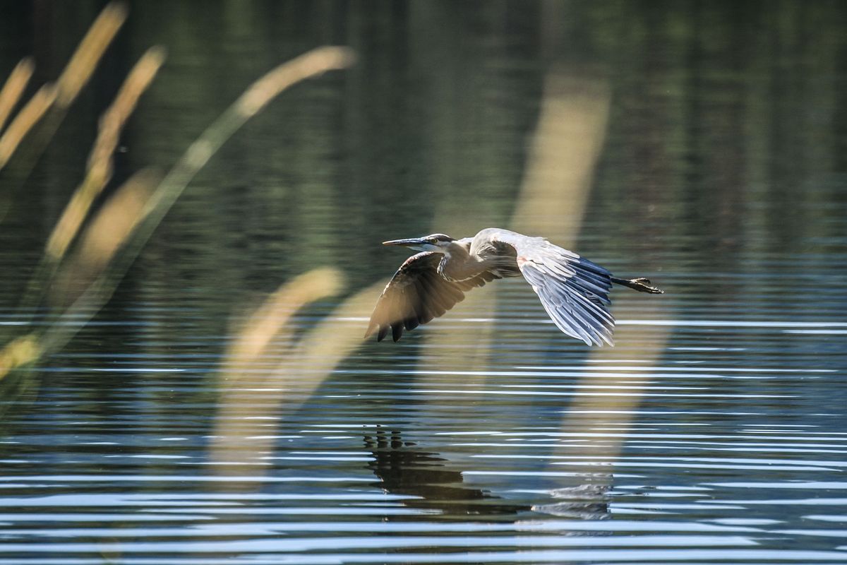 A great blue heron sweeps just inches above the Spokane River on July 27 north of Nine Mile Dam. Governments and businesses that discharge wastewater into the river are appealing the permits issued to them by the Washington State Department of Ecology.   (Dan Pelle/The Spokesman-Review)