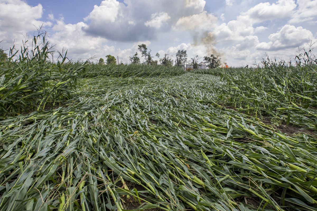 The path of a possible tornado is evident in a cornfield after a powerful storm on Tuesday, Aug. 11, 2020, in Wakarusa, Ind.  (Associated Press)